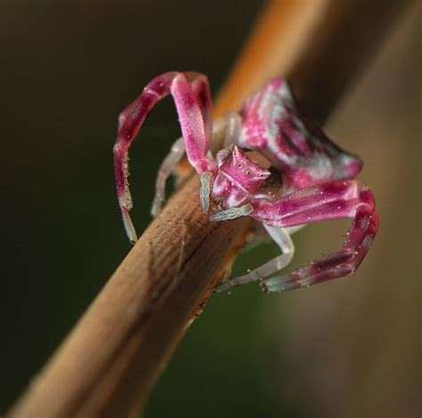 list of pink spiders